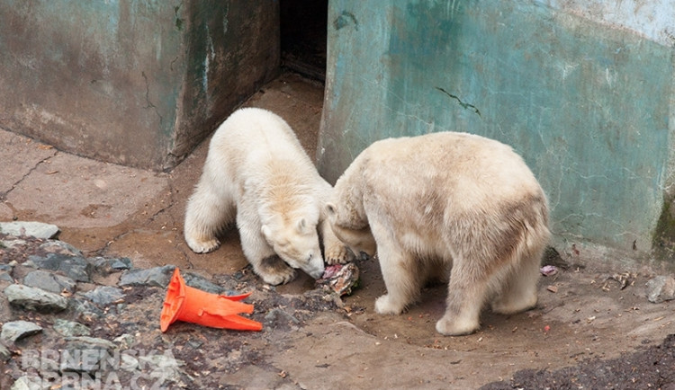 Návštěvníci uvidí krmení například ledních medvědů, foto: Brněnská Drbna, Miroslav Toman