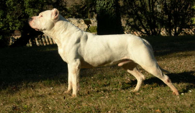 Argentinská doga, ilustrační foto, www.wikipedia.org