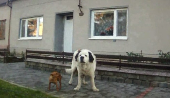 Bernardýn a ratlík se toulali v Chrlicích, foto: Městská policie Brno