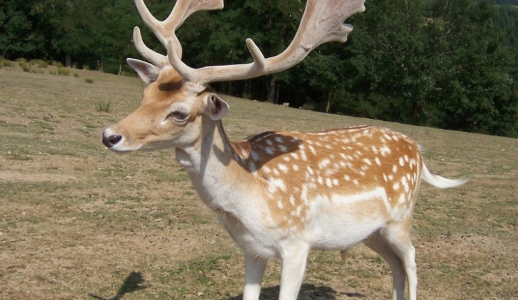 Daňkům se zastesklo po domově, do ohrady se vrátili sami