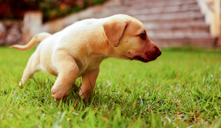 Ilustrační foto, foto: sxc.hu