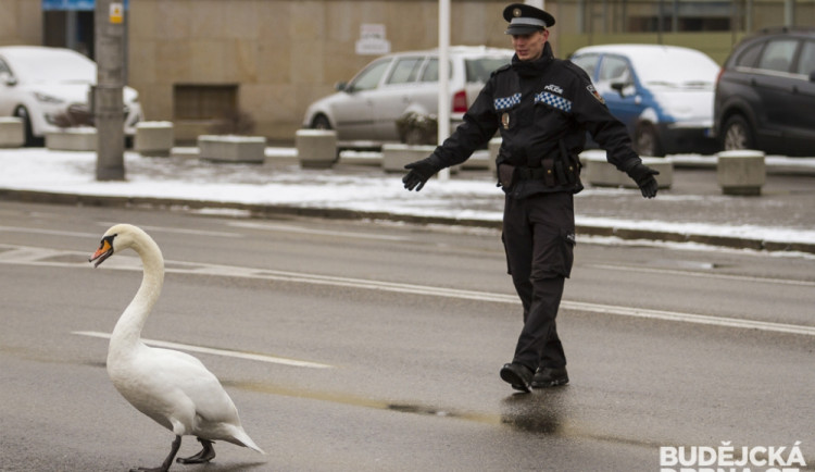 FOTO: Labuť cestovatelka se promenádovala po městě