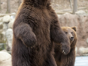 Medvědi kamčatští oslavili druhé narozeniny, foto: Brněnská Drbna, Miroslav Toman