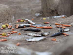 Medvědi kamčatští dostali také ryby a mrkev, foto: Brněnská Drbna, Miroslav Toman