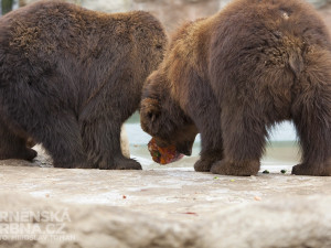 Medvědi kamčatští si dort pořádně vychutnali, foto: Brněnská Drbna, Miroslav Toman