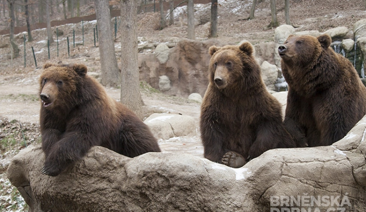 Medvědi kamčatští oslavili druhé narozeniny. Zleva Kuba, Toby a jejich matka Kamčatka, foto: Brněnská Drbna, Miroslav Toman