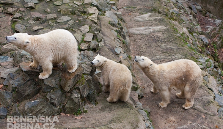 Kometa, Nanuk a jejich matka Cora už dlouho pohromadě nezůstanou, foto: Brněnská Drbna, Miroslav Toman