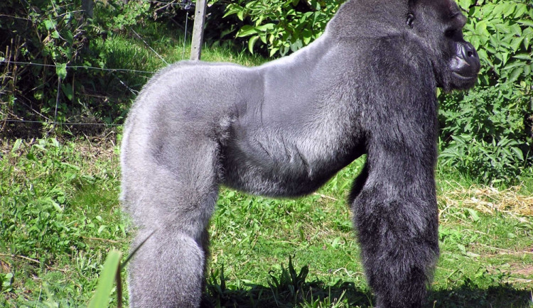 Samec gorily nížinné, foto: Wikipedia