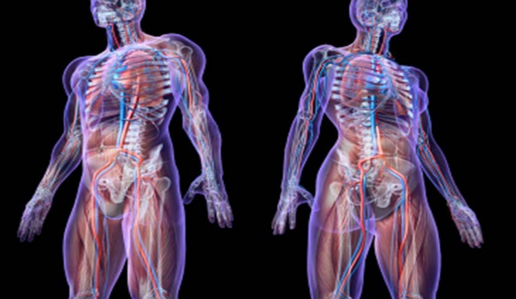 Ukázka z výstavy, foto: Bodies Revealed 