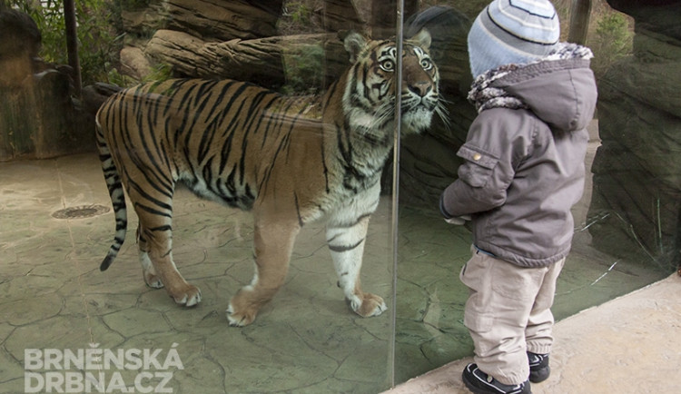 Tygřice Satu je jednou z hvězd brněnské zoo, foto: Brněnská Drbna, Miroslav Toman