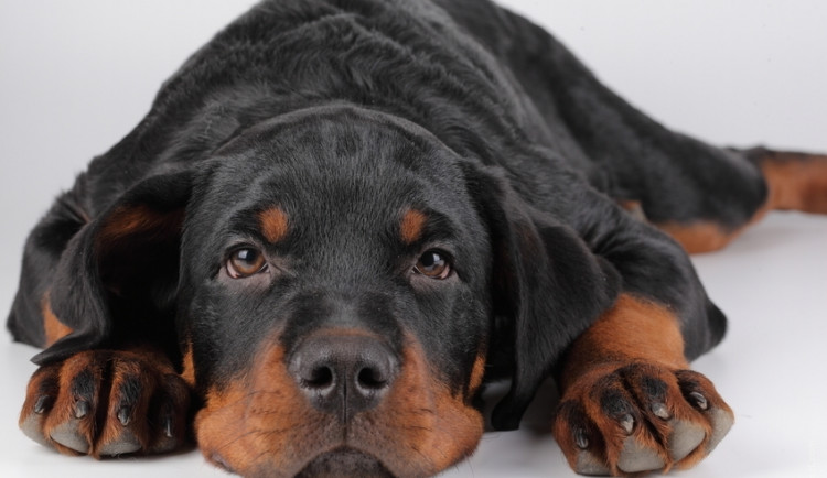 Ilustrační foto, foto: photl.com