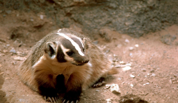 Ilustrační foto, foto: Wikipedia