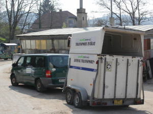 Lední medvědice Kometa opustila brněnskou zoo, foto: Zoo Brno