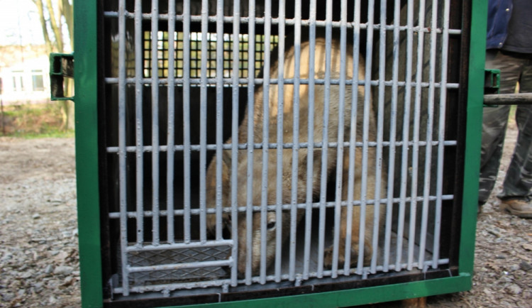 Lední medvědice Kometa opustila brněnskou zoo, foto: Zoo Brno