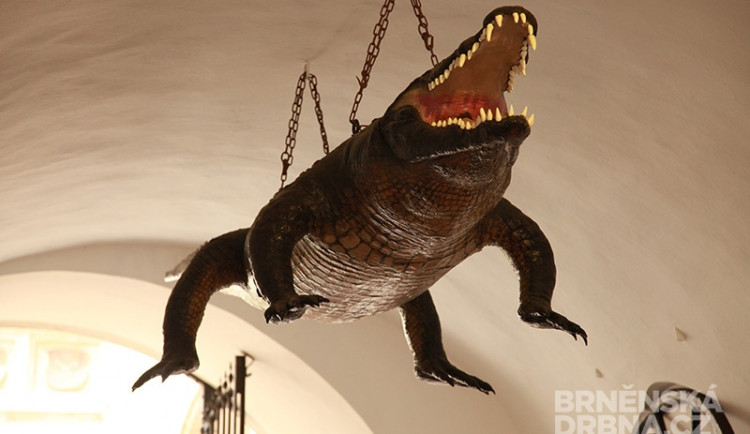 Drak ze Staré radnice v Brně, foto: Brněnská Drbna, Miroslav Toman