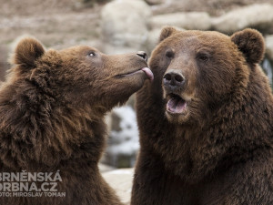 Medvědí dvojčata ze Zoo Brno čeká stěhování do Maďarska