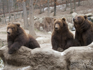 Kuba a Toby se stěhují do Maďarska, foto: Brněnská Drbna, Miroslav Toman