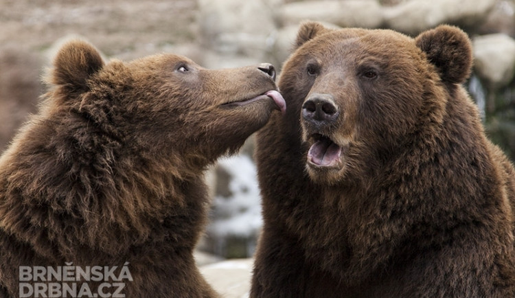 Kuba a Toby se stěhují do Maďarska, foto: Brněnská Drbna, Miroslav Toman
