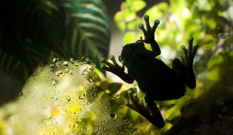 Vítězný snímek Michaely Dvořákové - Rosnice siná, foto: Zoo Brno
