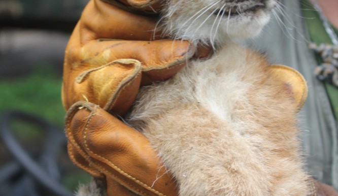 Mládě rysa ze zoo Brno, foto: Zoo Brno