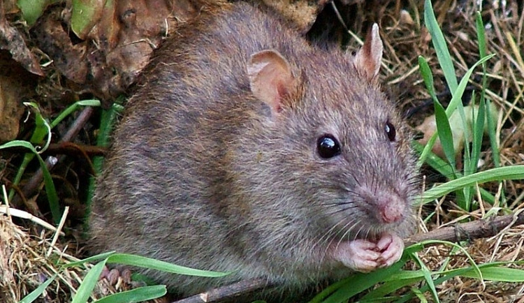 Přemnožené potkany má vyhubit plošná deratizace