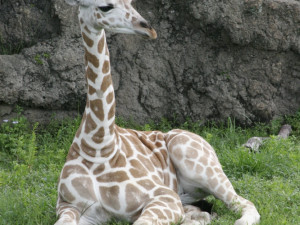 Brněnská zoo čeká návrhy veřejnosti na jméno žirafího mláděte
