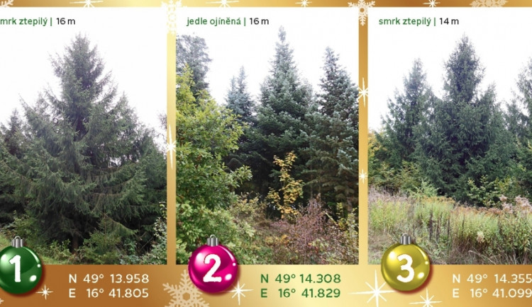 Vánoční strom na náměstí Svobody se rozsvítí 28. listopadu