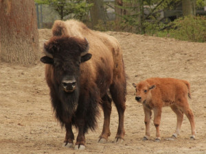 Strážníci a policisté odchytili v Králově Poli uprchlého bizona