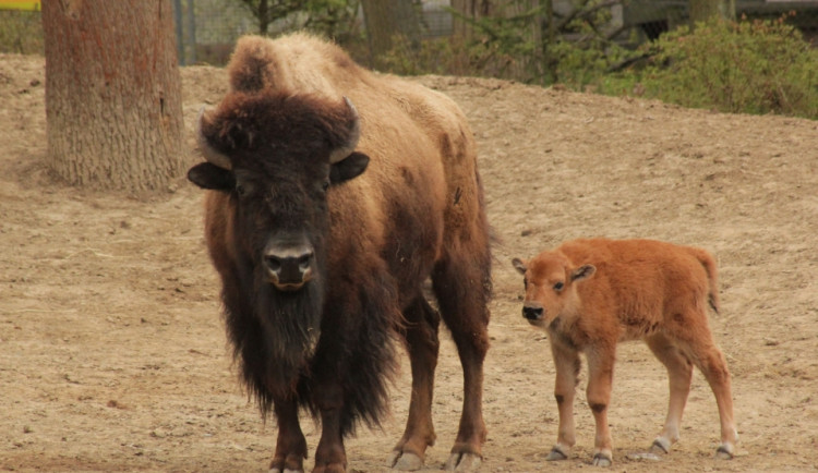 Bizon s mládětem