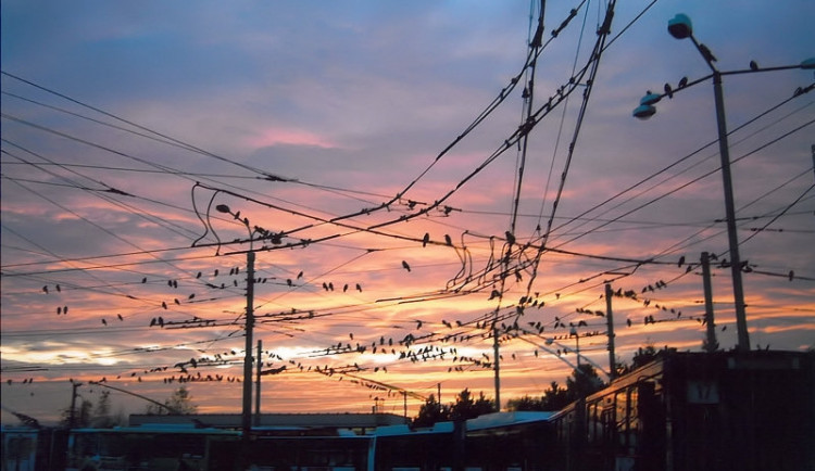 Seniorku srazil trolejbus. Po několika dnech zemřela