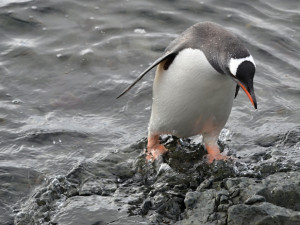 Vědci se v Antarktidě tentokrát zaměří na tučňáky