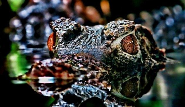 Kajmánek trpasličí-Foto, Tom Halačka