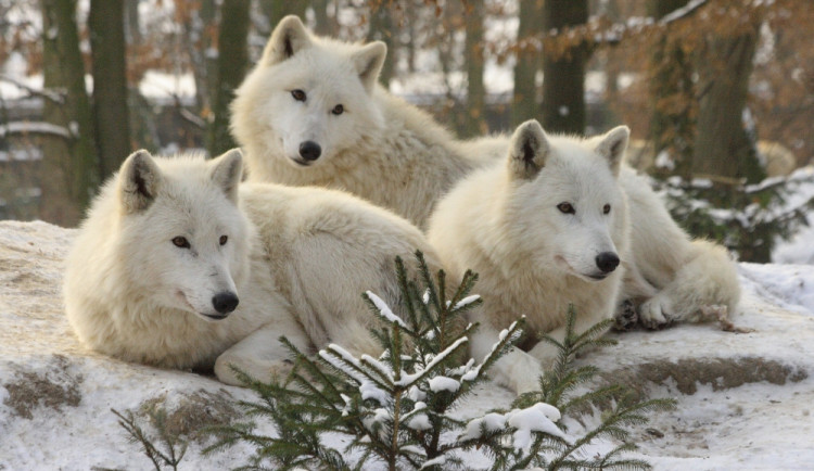 vlk arkticky