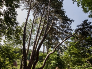 Dnes začíná ekologická soutěž o Evropský strom roku