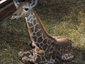 V brněnské ZOO se v pátek třináctého narodilo mládě žirafy