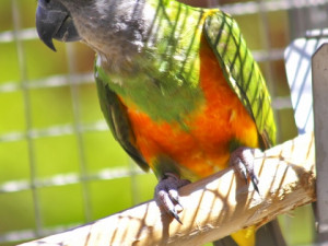 Papouščí zoo v Bošovicích zahájila sezonu, získala nové druhy