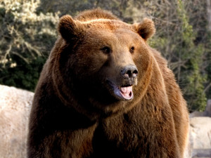 Lesníci varují před medvědem potulujícím se na Břeclavsku