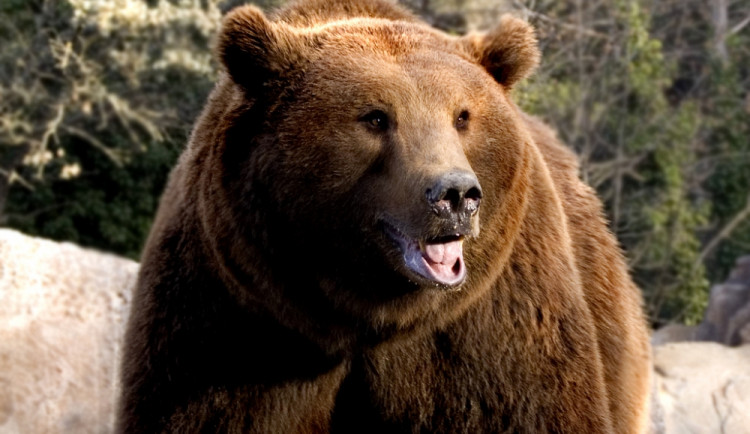Medvěd Hnědý. Zdroj: Wikipedie