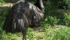 Emu, foto: zoobrno.cz