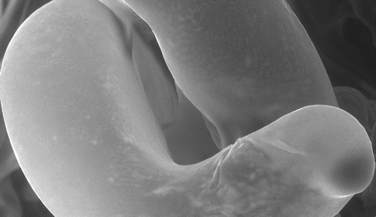 Obrázek ukazuje přirozenou povrchovou mikrostrukturu zárodků borovice lesní.