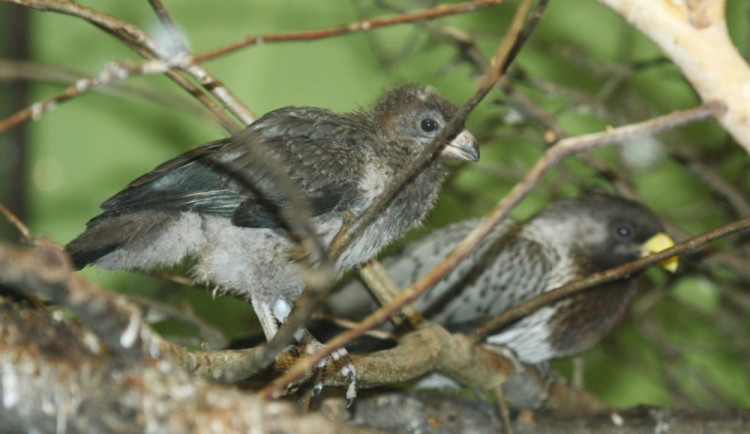 Foto: Zoo Brno - Turak šedý