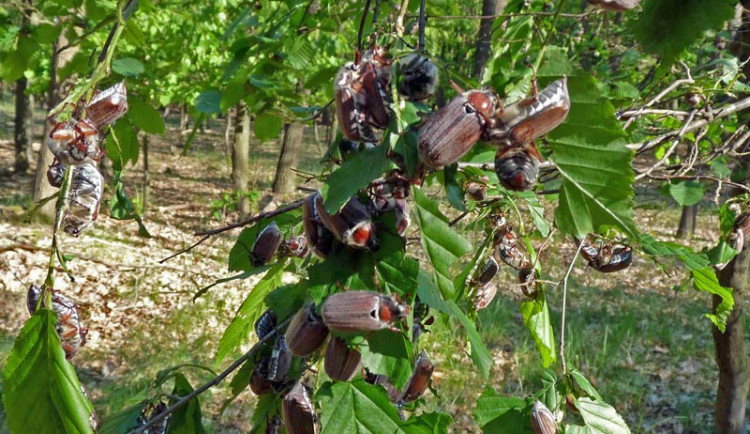 ilustrační foto, foto:  lesycr.cz