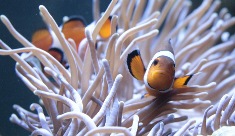 Ilustrační foto, autor: ZOO Brno