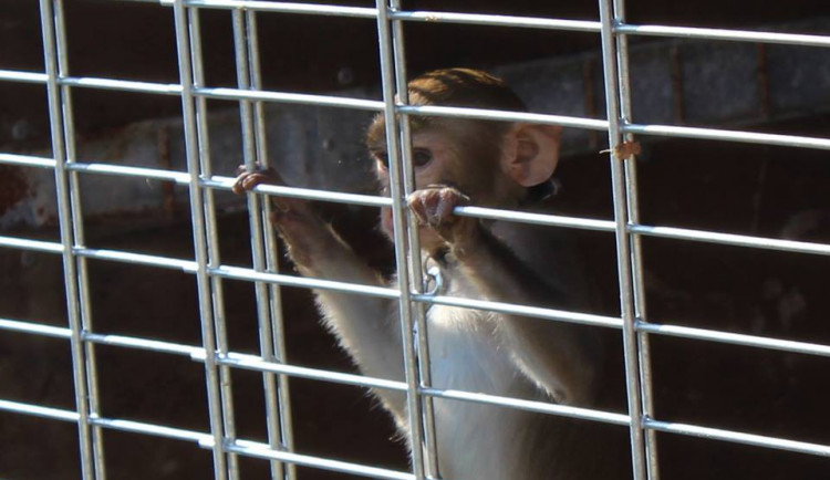 Foto: Nechceme cirkusy se zvířaty v ČR