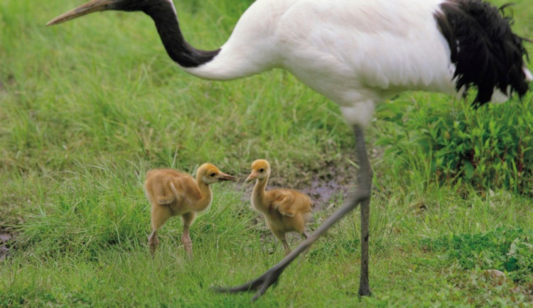 Jeřáb Mandžuský s mláďaty