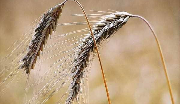 Ječmen, Ilustrační foto