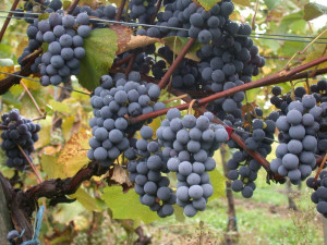 Vinobus má zelenou. Milovníci vína se projedou po Znojemsku