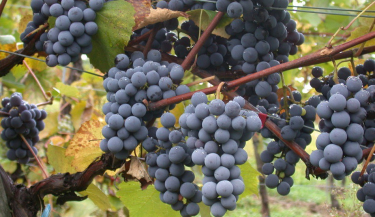 Ilustrační foto, zdroj: valenciaterraimar.org