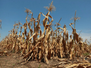 Systém sledování sucha pomáhá zemědělcům, bude se dál rozvíjet