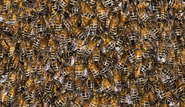 Ilustrační foto, zdroj: web2.mendelu.cz